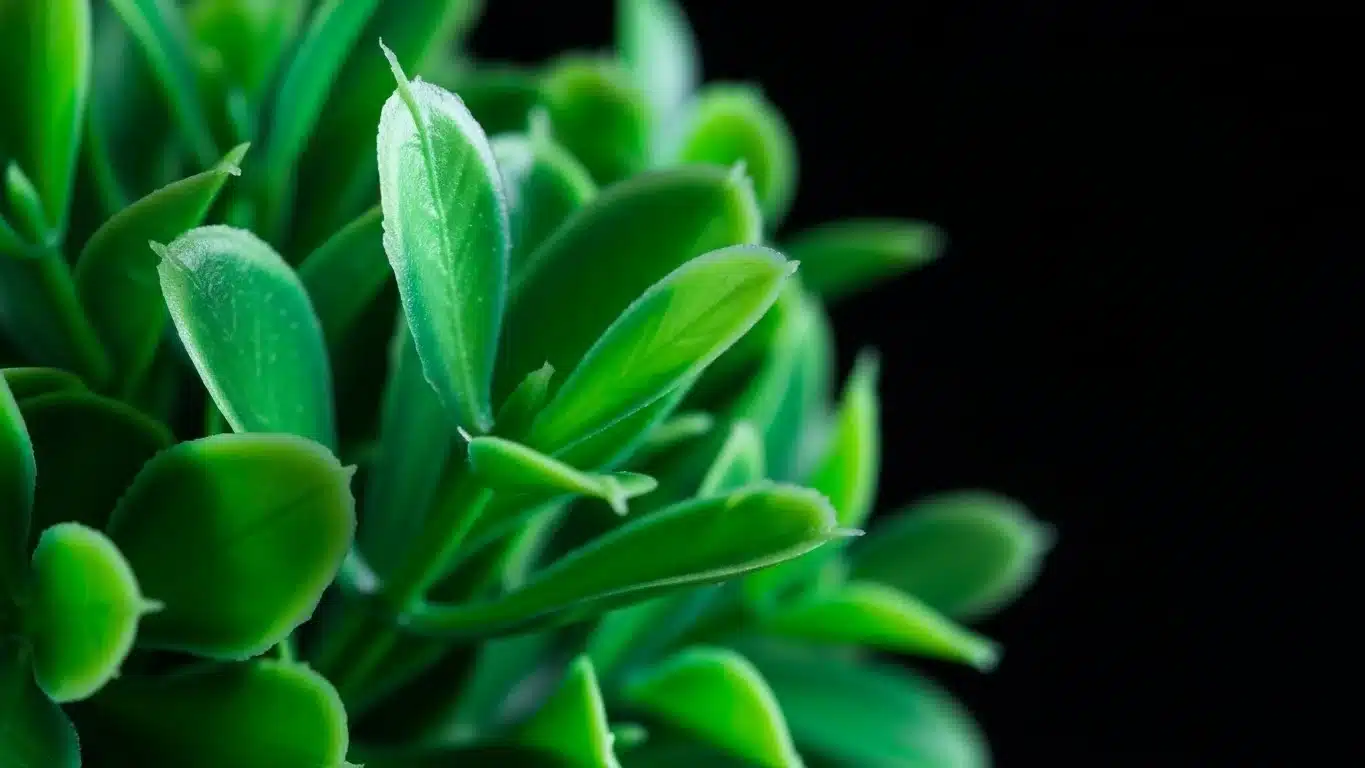 Close-up of vibrant green leaves with smooth texture against a dark background, capturing their freshness and intricate details.
